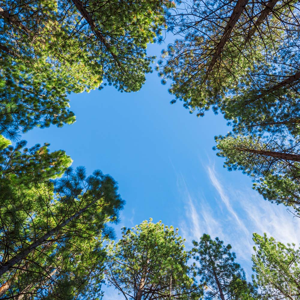 Renewable Energy Companies